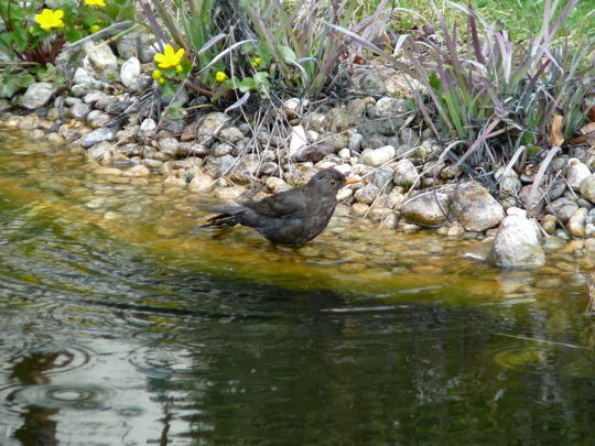 Amsel April 2008 Httenfeld Aqudukt & Blumen 021