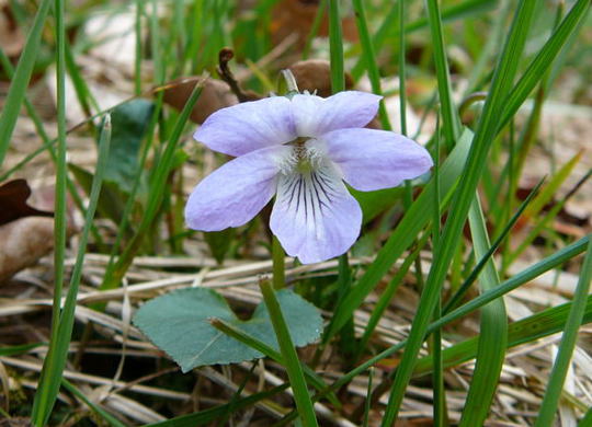 B Hain-Veilchen April 2008 Wildblumen Httenfeld-Viernheimer Wald 007