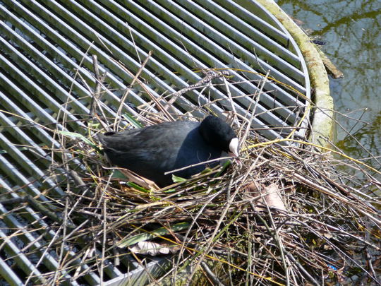 Blhuhn April 2008 F.Geb. Besuch Luisenpark 037