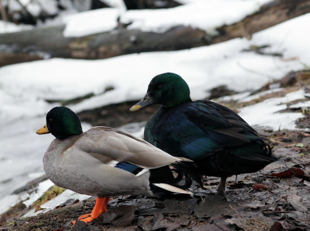 Cayuga-Ente schwarz-Biedensand-2-02.01.11