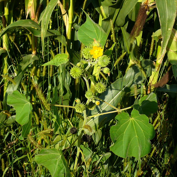 Chinesische Samtpappel oder Lindenblttrige Schnmalve (Abutilon theophrasti) Aug 2009 Httenfeld Insekten 121