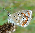 Dunkelbrauner Bluling (Aricia agestis) 1 kl.