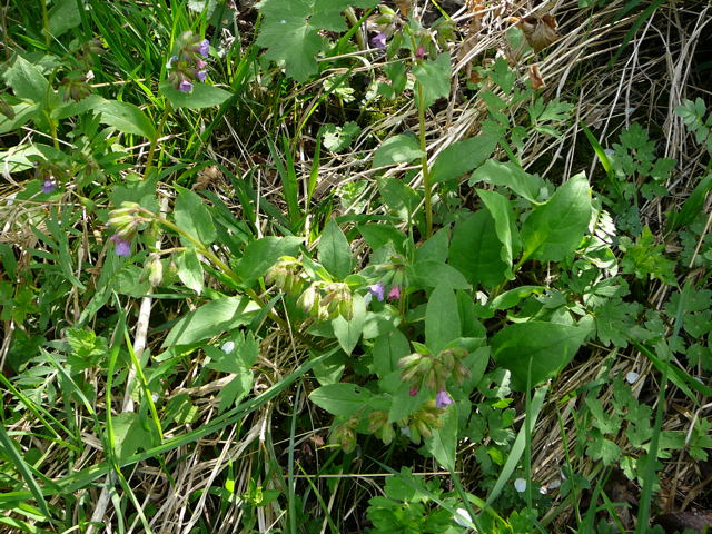Dunkles Lungenkraut Pulmonaria cf. obscura April 2011 Laudenbach Insekten und Blumen 024