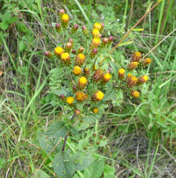Dürrwurz-Alant (Inula conyzae) Sept 2010 Viernheimer Glockenbuckel Blumen 081