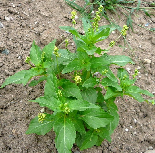 Einjhrige Bingelkraut (Mercurialis annua) Juni 2008 Wildblumen & Landstrasse Huett 037