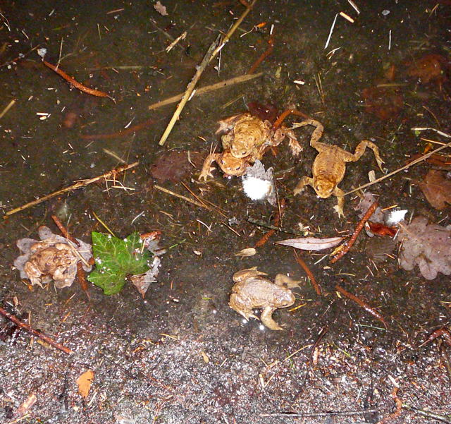 Erdkröte Bufo bufo März 2011 Amph.biotop, Holz Beckerschneise, Kröten 110