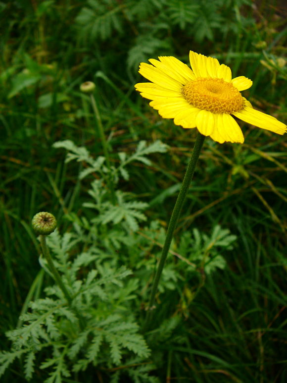 Frberkamille C  Sept 2010 Blumen Htt Garten u. Raupe Viernheimer Wald 004