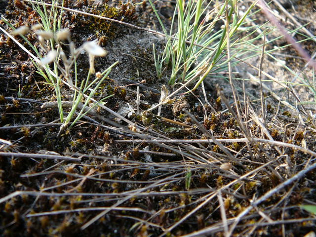 Gefleckte Keulenschrecke Myrmeleotettix maculatus Juni 2010 NSG Viernheimer Glockenbuckel 042