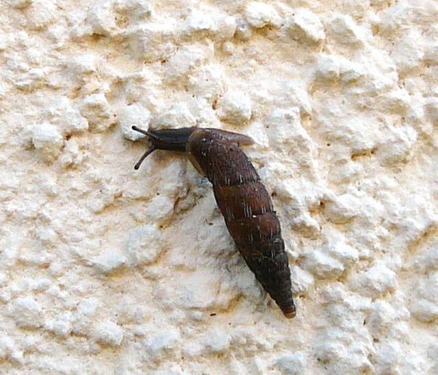 Gemeine Schliemundschnecke (Alinda cf. biplicata).  Okt 2009  Htt Insekten 013