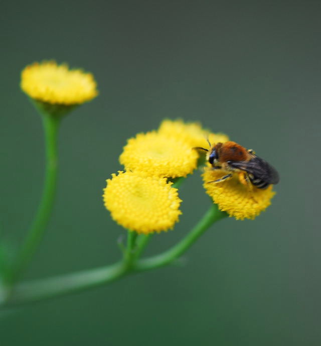 Gemeine Seidenbiene Colletes daviesanus Juli 09 A Wildbahn Heuschrecken u. Blumen NIKON 107