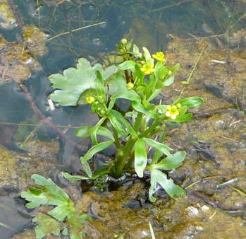 Gift-Hahnenfu (Ranunculus sceleratus) Mai 2010 Hemsbach Graben Wiese Storch, Blumen u. Insekten 101a