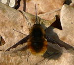 Groer Wollschweber (Bombylius major) kl.