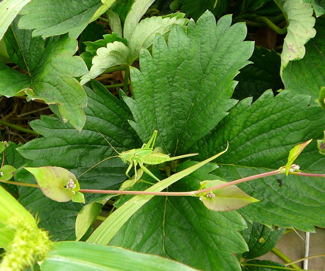 Grne Heupferd Tettigonia viridissima weibl. Larve Juni 09 Huett und Viernheimer Wald 140