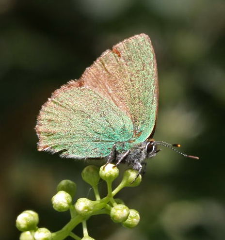 Grne Zipfelfalter, Callophrys rubi Falter-grn-Mai09-Waldweg-Httenfeld-2a-N