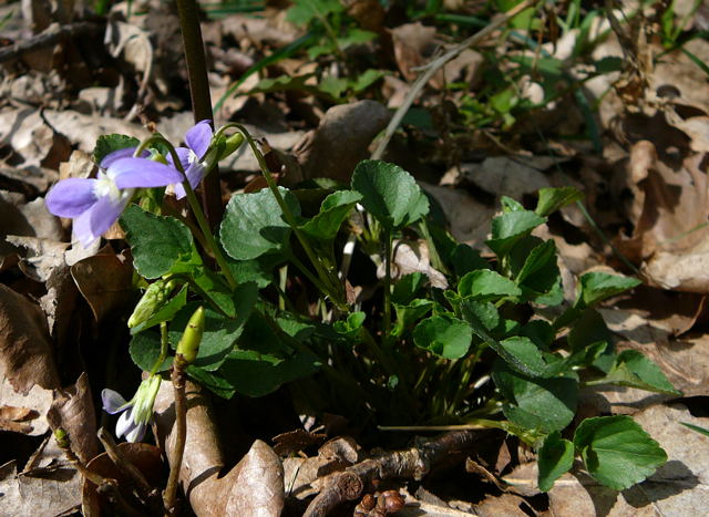 Hain-Veilchen (Viola riviniana) April 2011 Viernheimer Wald Veilchen 016