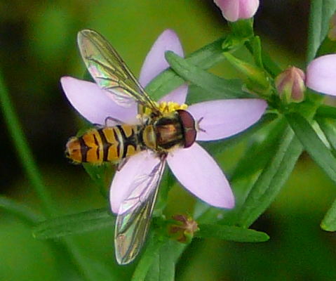 Hainschwebfliege (Mnnchen) auf  Tausengldenkraut Juni 2008 Wildblumen & Landstrasse Huett 040