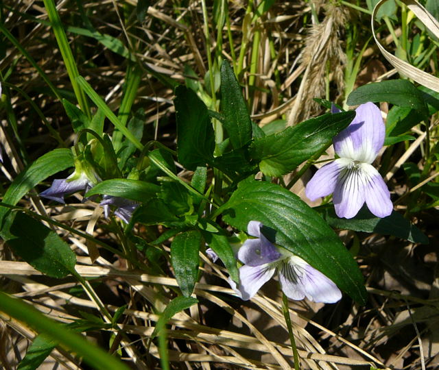 Hohes Veilchen Viola eliator Mai 2011 Biedensand Veilchen und Insekten 043