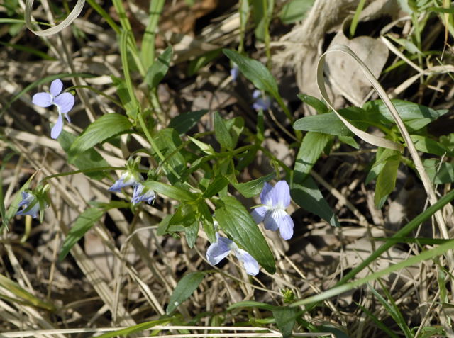 Hohes Veilchen Viola eliator Mai 2011 Biedensand Veilchen und Insekten NIKON 091