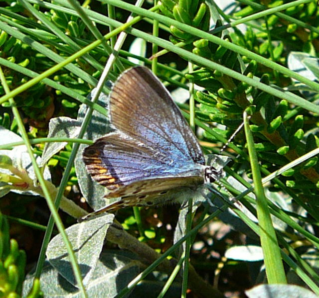 Idas Bluling Plebejus idas Weibchen  Urlaub 2010 3.8.Sylt 065