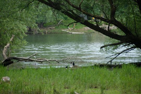 Kanadagans Mai 2008 Naturschutzgebiet LA Biedensand 022