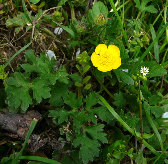 Knolliger Hahnenfu (Ranunculus bulbosus) April 2011 Laudenbach Insekten und Blumen 086