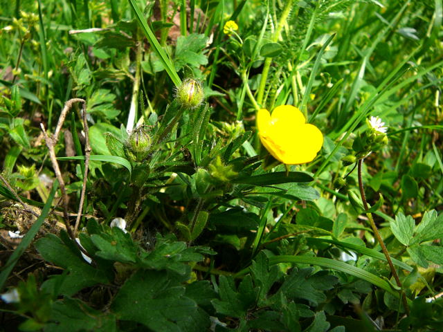 Knolliger Hahnenfu (Ranunculus bulbosus) April 2011 Laudenbach Insekten und Blumen 087a