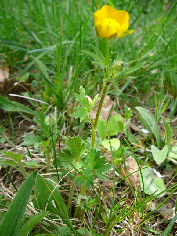 Knolliger Hahnenfu (Ranunculus bulbosus)  April 2011 Laudenbach Insekten und Blumen 111