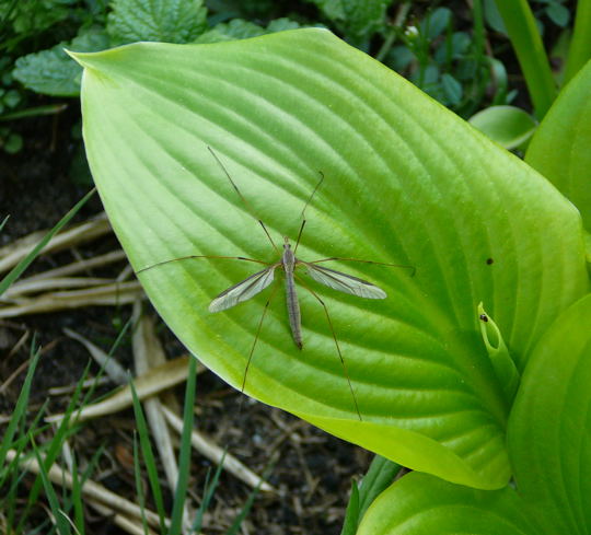 Kohlschnake (Tipula oleraces) April 09 Insekten & Wildblumen Htt 107