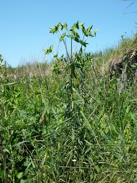 Kreuzblttrige oder Spring-Wolfsmilch (Euphorbia lathyris) Mai 09 Lorsch Weschnitzinsel Pana 065