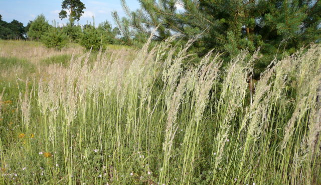 Land-Reitgras (Calamagrostis epigejos Juli 2010 Radtour zu Viernheimer Glockenbuckel 093