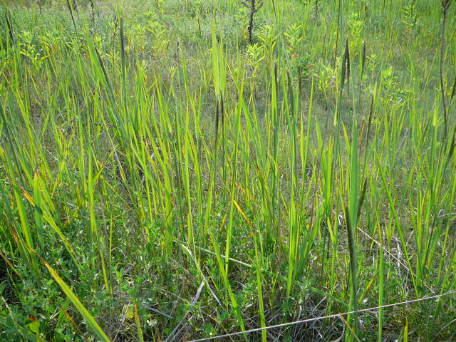 Land-Reitgras (Calamagrostis epigejos Juni 2010 NSG Viernheimer Glockenbuckel 016