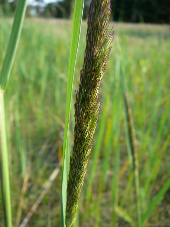 Land-Reitgras (Calamagrostis epigejos Juni 2010 NSG Viernheimer Glockenbuckel 017