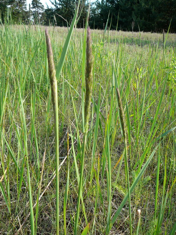 Land-Reitgras (Calamagrostis epigejos Juni 2010 NSG Viernheimer Glockenbuckel 019