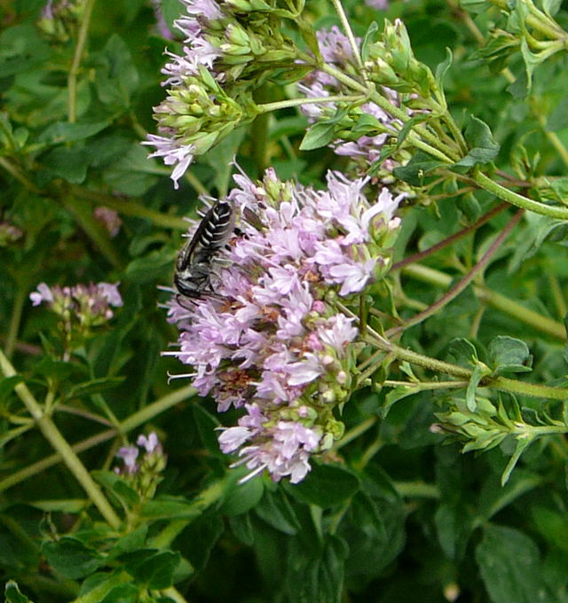 Luzerne-Blattschneiderbiene (Megachile rotundata) Juli 09 Bienen Huett 079