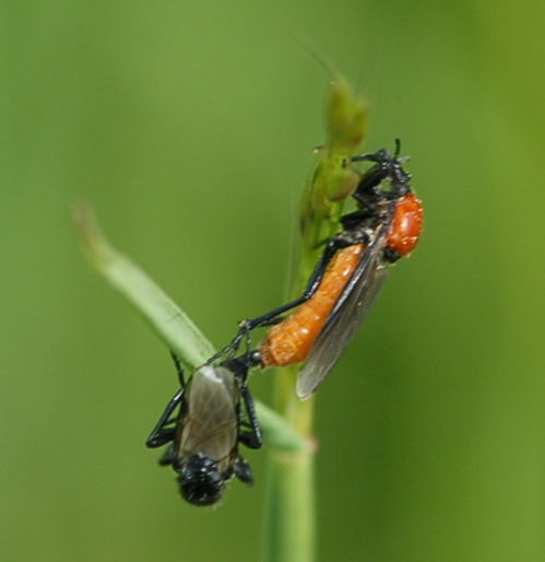 M�rzfliege (Bibio hortulans) Nikon Schmetterlinge u. Insekten Brachst�ck Richtung Lorsch 066a