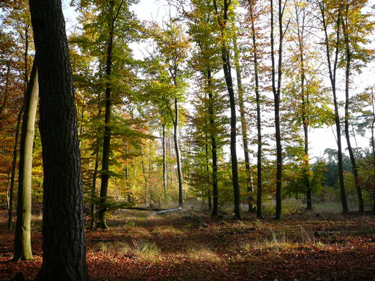 Okt 2008 Herbstwald 