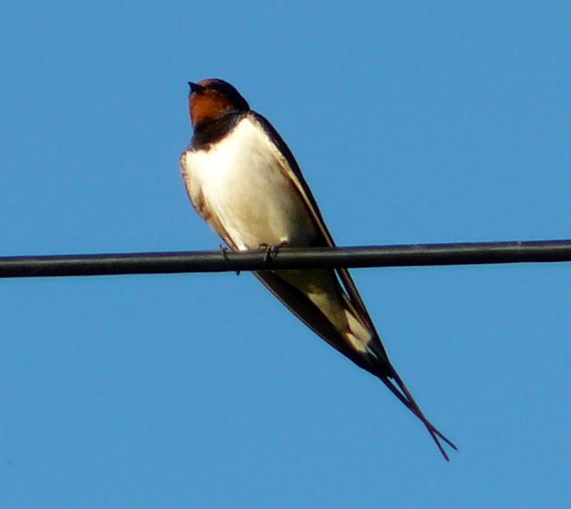 Rauchschwalbe (Hirundo rustica) Juni 2010 Hungen NSG u. Ober-Ohmen Wiese 137