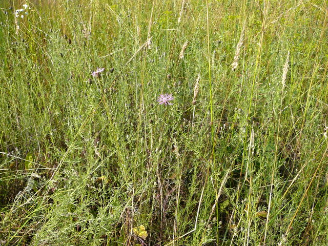 Rispen-Flockenblume (Centaurea stoebe) Juli 09 Biotop Rote Erde Lorsch 097