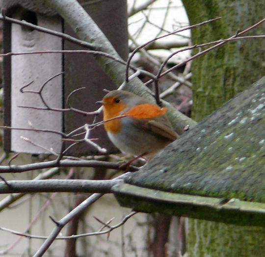 Rotkehlchen Erithacus rubecula Jan 09 Htt-Vgel 002