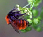 Rotpelzige Sandbiene (Andrena fulva) kl.