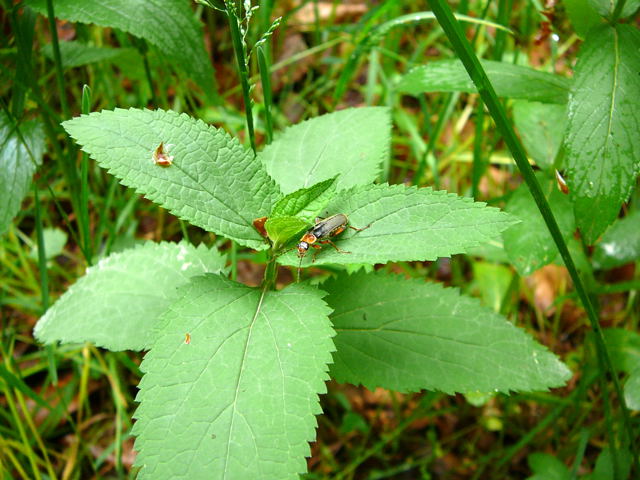 Rotschwarzer Weichkfer Cantharis pellucida Mai 2011 Viernheimer Wald Kfer 004