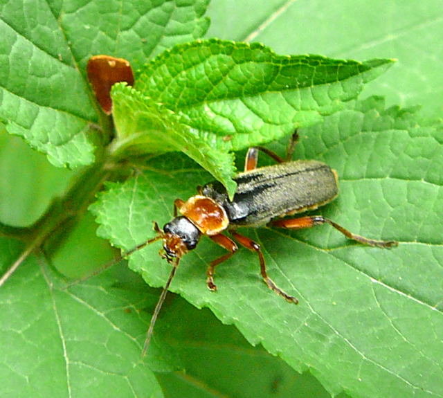 Rotschwarzer Weichkfer Cantharis pellucida Mai 2011 Viernheimer Wald Kfer 005