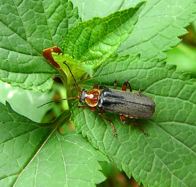 Rotschwarzer Weichkfer Cantharis pellucida Mai 2011 Viernheimer Wald Kfer 008