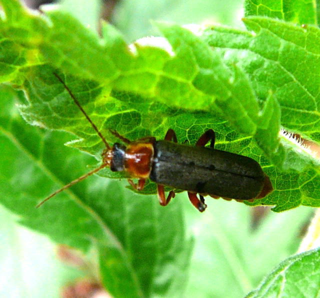 Rotschwarzer Weichkfer Cantharis pellucida Mai 2011 Viernheimer Wald Kfer 013