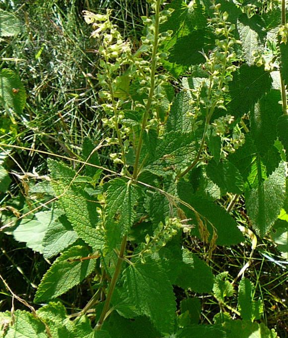 Salbei-Gamander (Teucrium scorodonia) Juli 2010 Insekten Viernheimer Wald 066