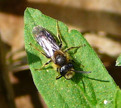 Sandbiene2 - Andrena spec. April 09 Geb.Franz & Insekten Httenfeld 030b