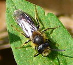 Sandbiene2 - Andrena spec. kl.