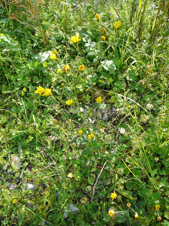 Savoyer Habichtskraut (Hieracium sabaudum agg.) Sept 2010 Viernheimer Glockenbuckel Blumen 052