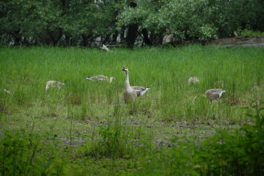 Schwanengans Mai 2008 Naturschutzgebiet LA Biedensand 019