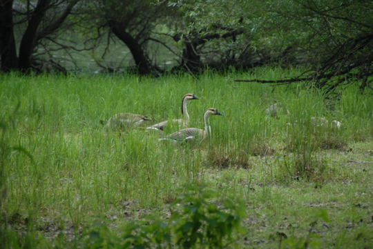 Schwanengans Mai 2008 Naturschutzgebiet LA Biedensand 024